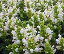 Черноголовка крупноцветковая Алба (Prunella grandiflora 'Alba')