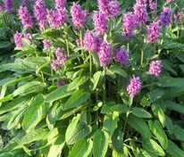 Чистец Монье Хуммело (Stachys monnieri 'Hummelo')