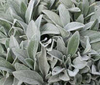 Чистец шерстистый (Stachys byzantina)