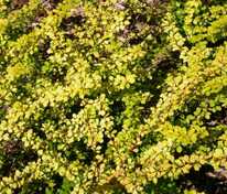 Барбарис Тунберга Ауреа (Berberis thunbergii 'Aurea')
