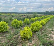 Чубушник венечный Ауреус (Philadelphus coronarius 'Aureus')