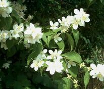 Чубушник венечный "Philadelphus coronaria"