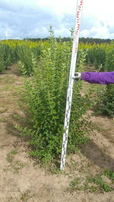 Чубушник венечный Арктика (Philadelphus 'Arktika')