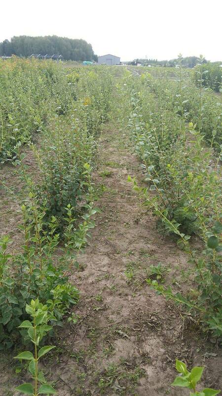 Чубушник венечный Арктика (Philadelphus 'Arktika')