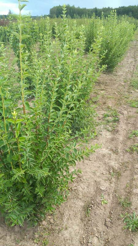 Чубушник венечный Арктика (Philadelphus 'Arktika')