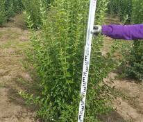 Чубушник венечный "Arktica" (Арктика)