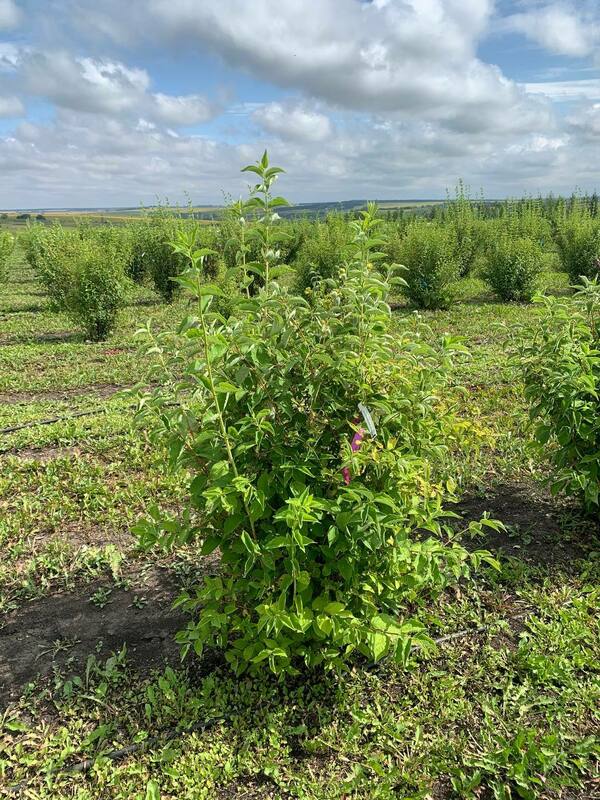 Чубушник венечный Балет мотыльков (Philadelphus 'Balet Motylkov')