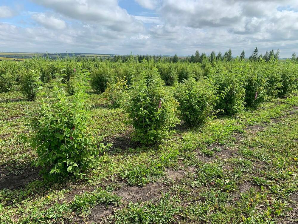 Чубушник венечный Балет мотыльков (Philadelphus 'Balet Motylkov')