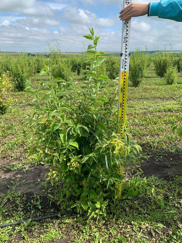 Чубушник венечный Балет мотыльков (Philadelphus 'Balet Motylkov')