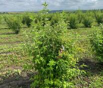 Чубушник венечный Балет мотыльков (Philadelphus 'Balet Motylkov')