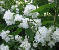 Чубушник венечный Глетчер (Philadelphus 'Gletscher')