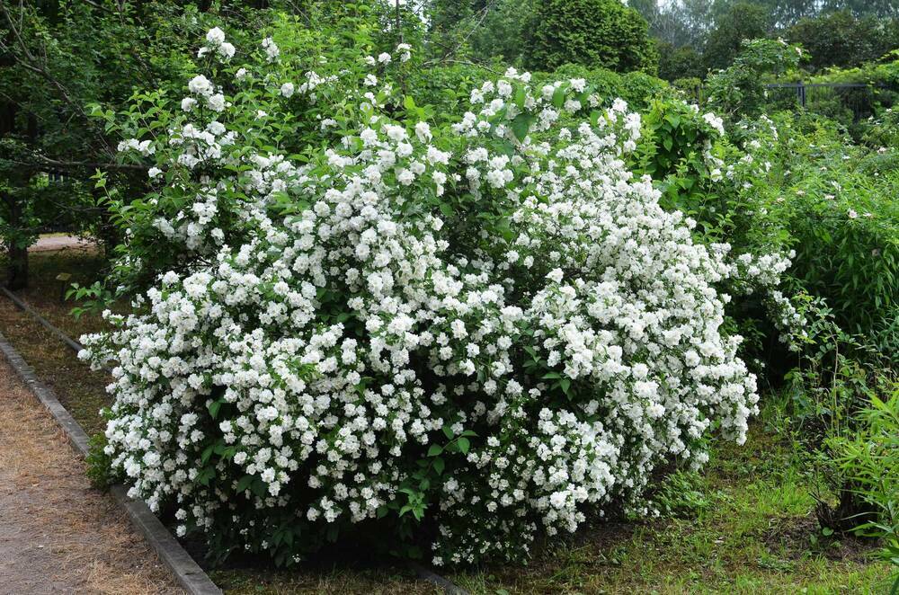 Чубушник венечный Зоя Космодемьянская (Philadelphus 'Zoya Kosmodemyanskaya')