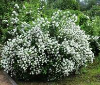 Чубушник венечный Зоя Космодемьянская (Philadelphus 'Zoya Kosmodemyanskaya')