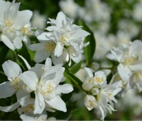 Чубушник венечный Казбек (Philadelphus 'Kazbek')