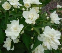 Чубушник венечный Лунный свет (Philadelphus 'Lunnyi Svet')