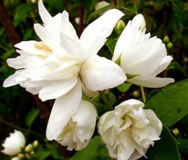 Чубушник венечный Память о Вехове (Philadelphus 'Pamyat o Vekhove')