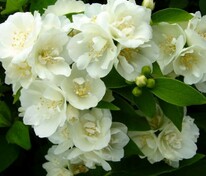 Чубушник венечный Помпон (Philadelphus 'Pompon')