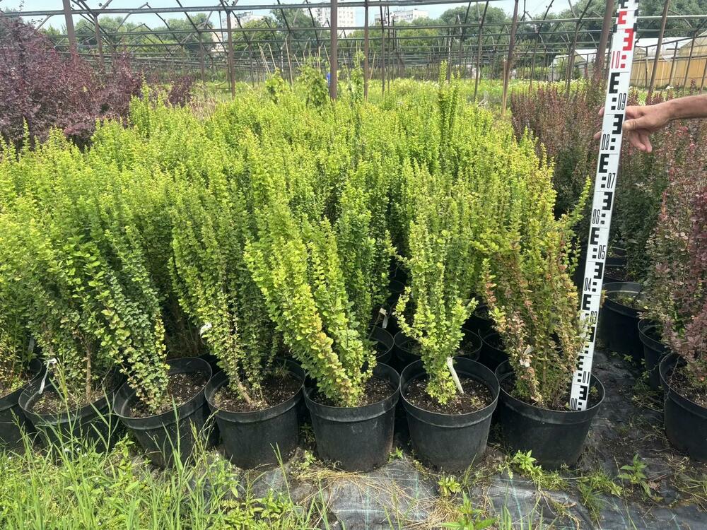 Барбарис Тунберга Эректа (Berberis thunbergii 'Erecta')