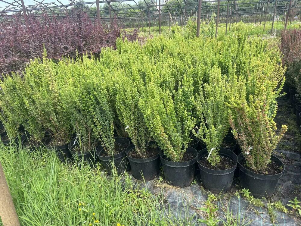 Барбарис Тунберга Эректа (Berberis thunbergii 'Erecta')