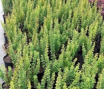 Барбарис Тунберга Эректа (Berberis thunbergii 'Erecta')