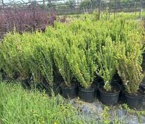 Барбарис Тунберга Эректа (Berberis thunbergii 'Erecta')