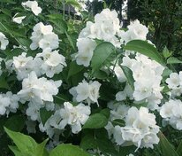 Чубушник венечный Юннат (Philadelphus 'Yunnat')