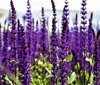 Шалфей (Salvia)