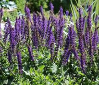 Шалфей дубравный Майнахт (Salvia nemorosa 'Mainacht')