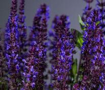 Шалфей дубравный Нью Дименшн Блю (Salvia nemorosa 'New Dimension Blue')