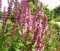 Шалфей дубравный Роуз Квин (Salvia nemorosa 'Rose Queen')