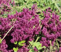 Шалфей дубравный Швелленбург (Salvia nemorosa 'Schwellenburg')