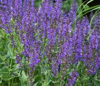 Шалфей дубравный Виола Клозе (Salvia nemorosa 'Viola Klose')