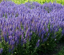 Шалфей дубравный Блаухюгель (Salvia nemorosa 'Blauhugel')