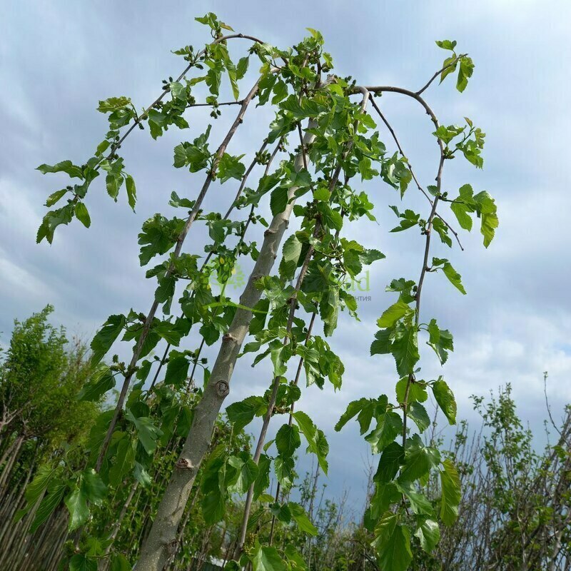 Шелковица Пендула (Morus alba 'Pendula')