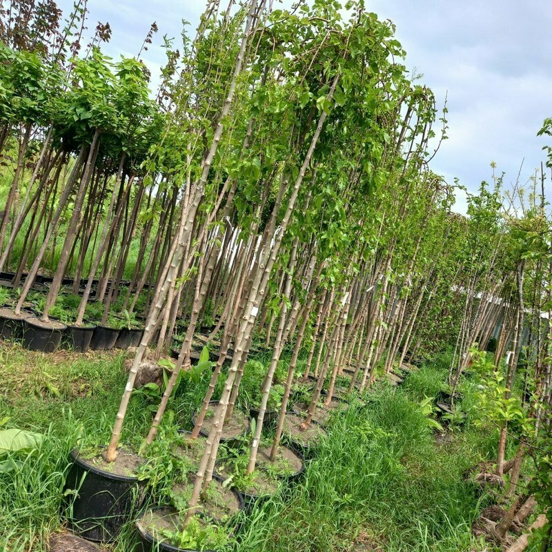 Шелковица Пендула (Morus alba 'Pendula')