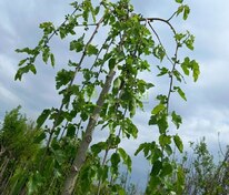 Шелковица Пендула (Morus alba 'Pendula')