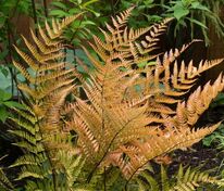 Щитовник красносорусовый Бриллианс (Dryopteris erythrosora 'Brilliance')