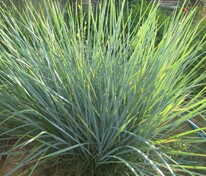 Элимус песчаный (Leymus arenarius)