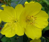 Энотера четырехугольная (Oenothera tetragona)
