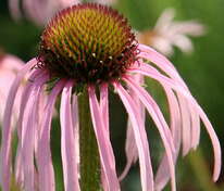 Эхинацея бледная (Echinacea pallida)