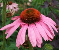 Эхинацея пурпурная (Echinacea purpurea)