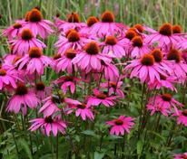 Эхинацея пурпурная Магнус (Echinacea purpurea 'Magnus')
