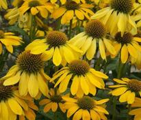 Эхинацея пурпурная Меллоу Йеллоу (Echinacea purpurea 'Mellow Yellow')