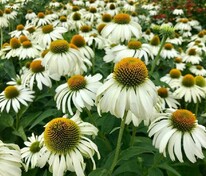 Эхинацея пурпурная Вайт Свон (Echinacea purpurea 'White Swan')