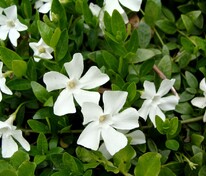 Барвинок малый Альба (Vinca minor 'Alba')