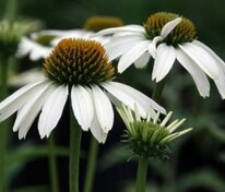 Эхинацея пурпурная Аляска (Echinacea purpurea 'Alaska')