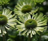 Эхинацея пурпурная Грин Джевел (Echinacea purpurea 'Green Jewel')