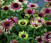 Эхинацея пурпурная Грин Твистер (Echinacea purpurea 'Green Twister')