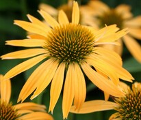 Эхинацея пурпурная Харвест Мун (Echinacea purpurea 'Harvest Moon')