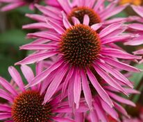 Эхинацея пурпурная Пика Белла (Echinacea purpurea 'Pica Bella')